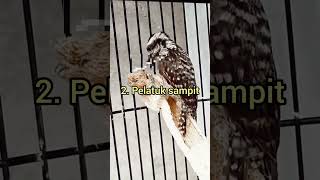 Download lagu masteran tembakan rapet murah meriah untuk murai batu #murai #muraibatu #muraibatugacor mp3