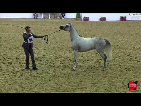 N 98 HALA ALFURAT   2019 Al Shaqab Arabian Horse Show Festival   Fillies 3 Years Old Class 4A