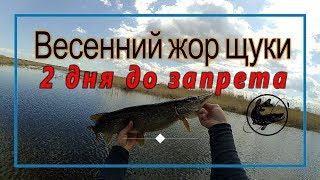 Когда у щуки весенний жор