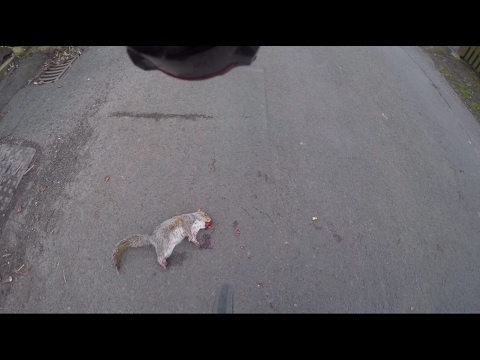 Roadkill Again!