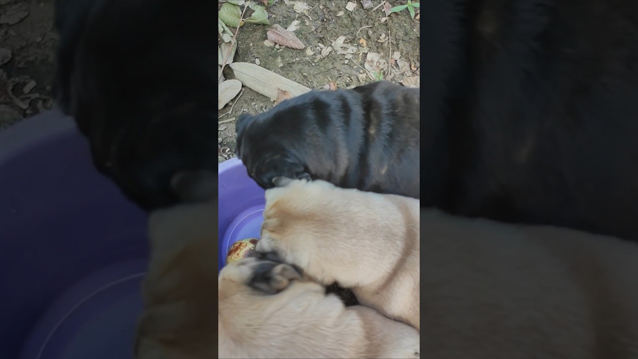 နေရာတကာလိုက်ပြီး စပ်စု