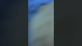 俺のチソチソが世界進出する動画