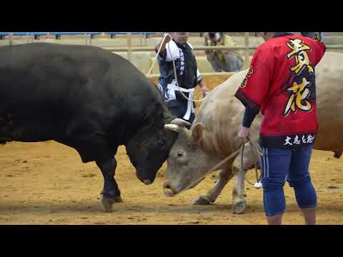【うるまいろ】沖縄の観光闘牛！迫力満点な真剣勝負を観戦①（うるま市石川）_沖縄の無料動画素材