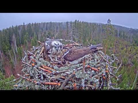 Failed shift change (kalakotkas2)