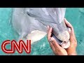 Cheerleader drops phone; Dolphin brings it back ...