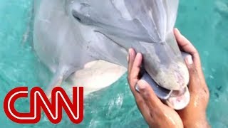 Dolphin cards Dolphin retrieves phone dropped in ocean CNNs Jeanne Moos says dial up THIS dolphin for underwater service