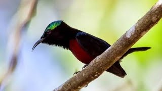 Download lagu Suaranya Bikin Konin Liar Lupa Kalo Ada Pulut / Jebakan - Mp3 Khusus Pikat Konin Liar mp3