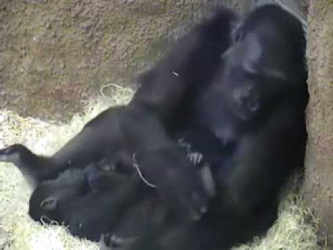 Goriláček Kiburi u samiceKamby v klíně