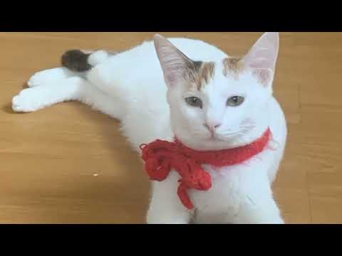 Looking for a Male Cat for Breeding cat Lahore#virlshorts #haveitoldyoulatelythatiloveyou #mydog