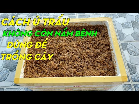 Cách ủ trấu trước khi trồng cây | Phan Đức #156