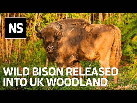 Watch the moment bison were released into UK as part of rewilding project