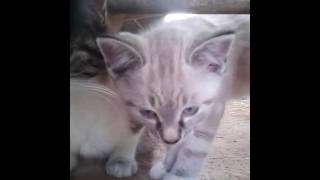 The kittens at Lower Greenslade Farm