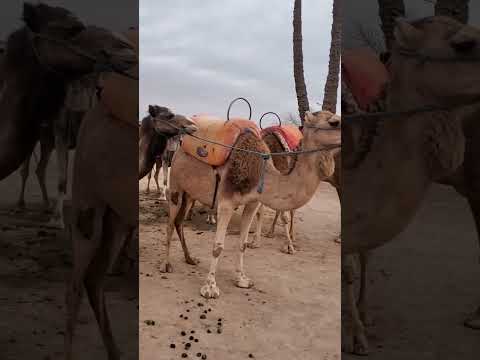 Quad bike and palmeraie Camel ride #marrakech #marrakesch