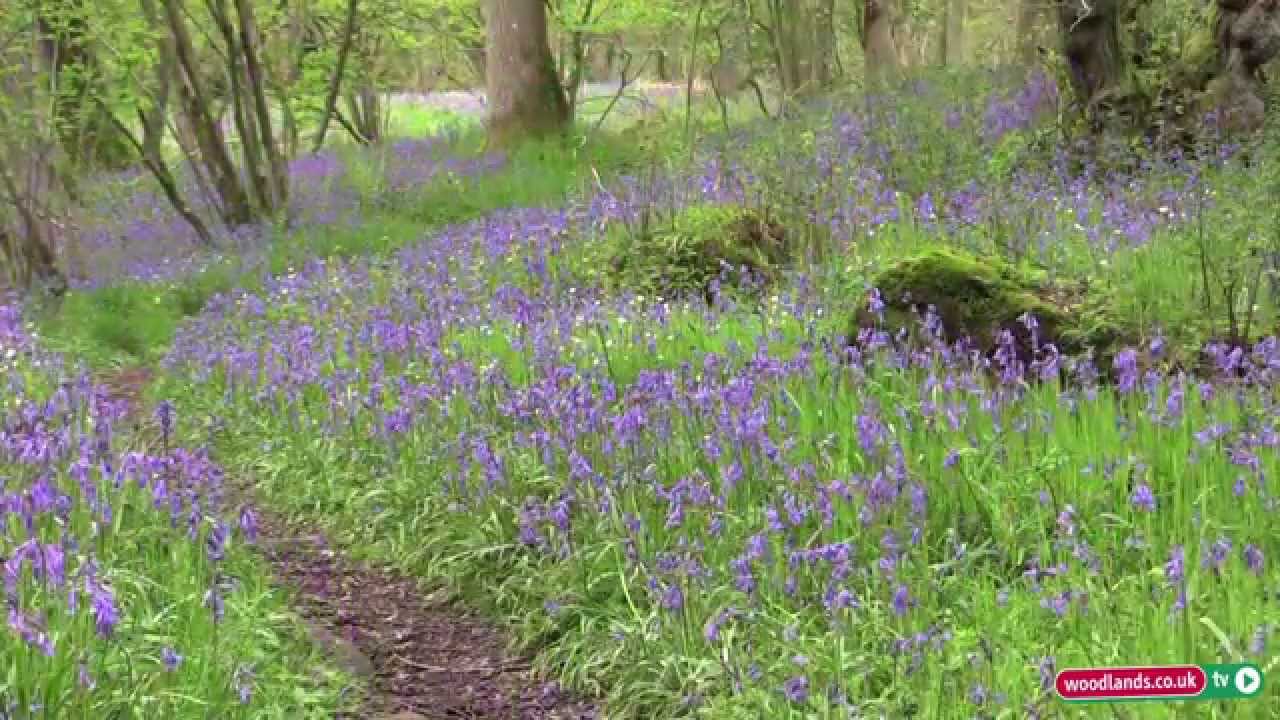 Planting Bluebells in the Woodlands