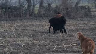 🐑🐐🐏😱😱😱😱