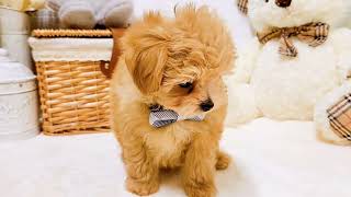 ハーフ犬の動画02