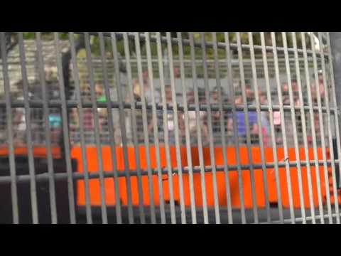 3,Gold Coast 600 , Sunday 2015, V8 race