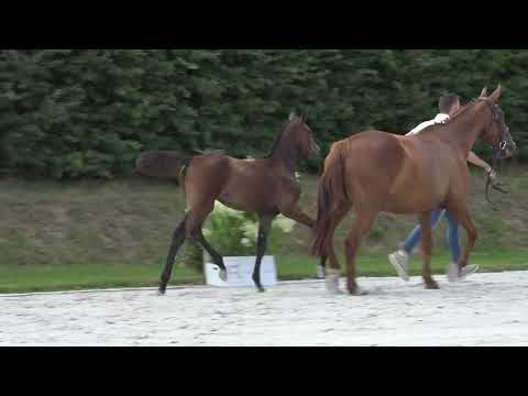 Colore des Rosiers Z