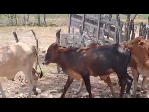 5 Garrotes na balança a 21 reais em São Paulo do Potengi/ RN. Whatsapp 84 99810 2784*#gado #agro 