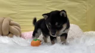 豆柴の動画01