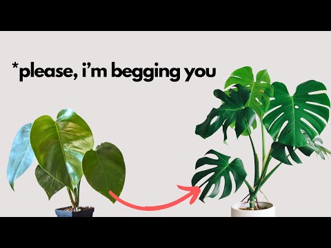 Do this after you buy your first Monstera
