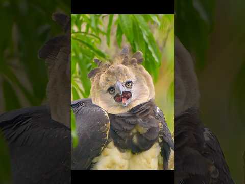 She is doing her best to protect the treasure she has cherished all her life #wildlife #animals