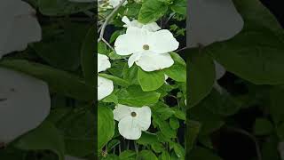 Download lagu Beauties | Soft Feeling #Shorts #Flowers #White #WhiteGlows #FlowersGlow mp3 Download lagu Beauties | Soft Feeling #Shorts #Flowers #White #WhiteGlows #FlowersGlow mp3