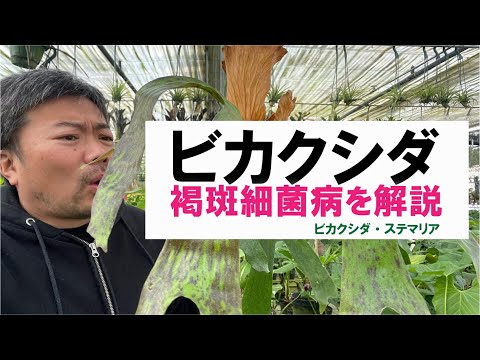 園芸 ドワーフ斑点葉ユコミス