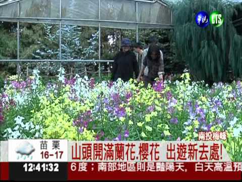 南投梅峰看日出 群花爭豔美呆了!