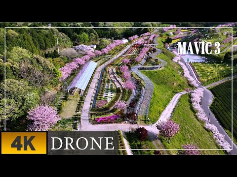 【京丹後市「花郷OKADA」2022年春 MAVIC3 ドローン4K空撮】