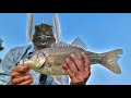 Australian Bass On Cicada Lures - Tips and Techniques #tiemco #shimanozodias
