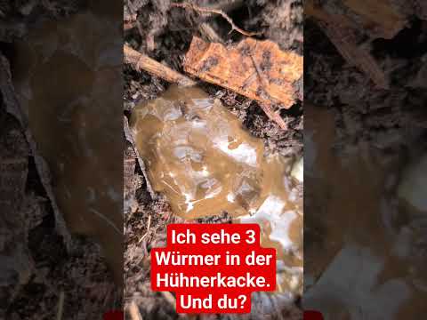 Hühner Wurmbefall 🤬 wie viele findest du? ES BEWEGT SICH 🤯