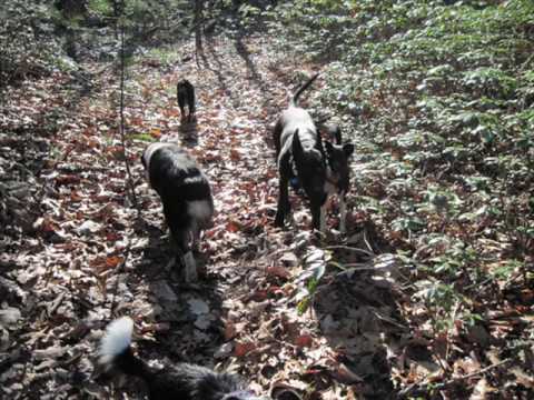 Leadmine Trail.wmv
