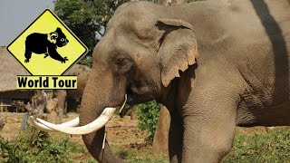 preview picture of video 'Tha Klang Surin village des éléphants Thailande du Nord Est'