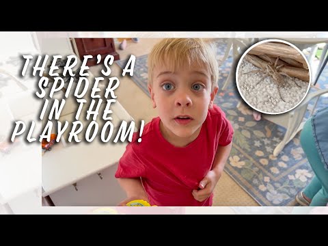 There’s a Spider In the Playroom! - Vivi’s Backyard Tour