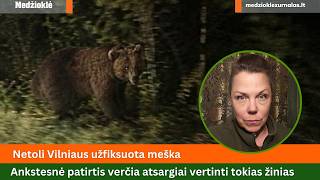 Netoli Vilniaus užfiksuota meška. Ankstesnė patirtis verčia atsargiai vertinti tokias žinias...