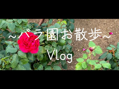 バラ園をお散歩編 #1