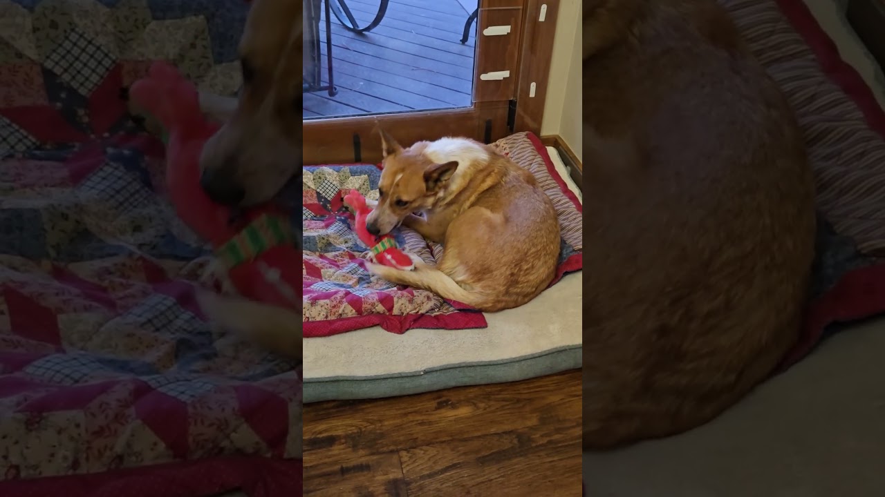 Enlarge Foxy, a Adoptable mixed breed in Evergreen, CO video 3/6