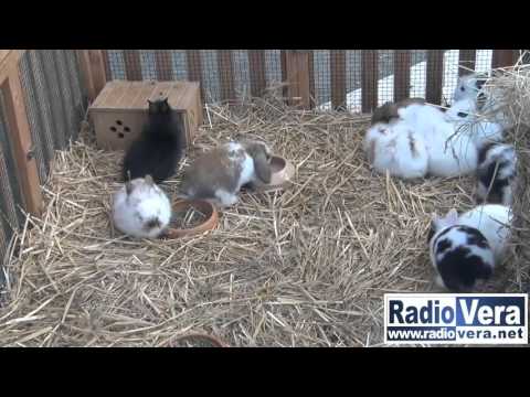 Botteghe e Balocchi a Capriano del Colle