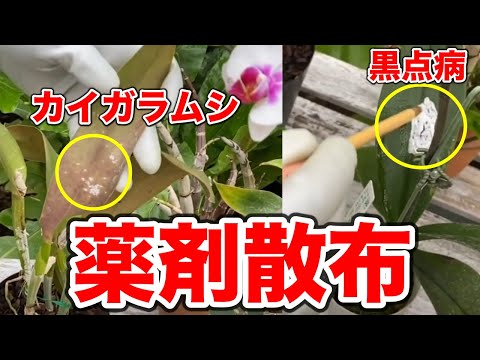 コチニールオーキッドホワイトビネガーを扱う