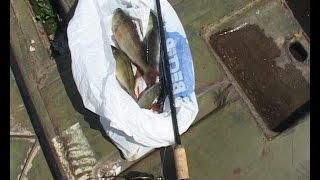 Сроки рыбной ловли в калининградской области