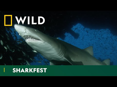 This Video Will Change Your Perception On Sharks | Sharkfest | National Geographic WILD UK
