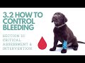 3.2 How to Control Bleeding for Pets ︱Pet First Aid Course