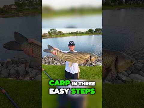 HOW TO CATCH MASSIVE CARP IN 3 EASY STEPS 🎣🔥 #carpfishing #carp #fishing #miamifishing