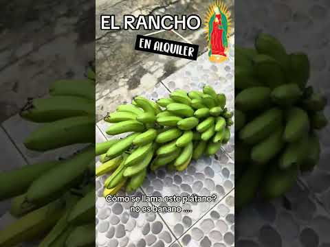 En alquiler finca de recreo eventos y alojamiento en Doncello Caqueta …