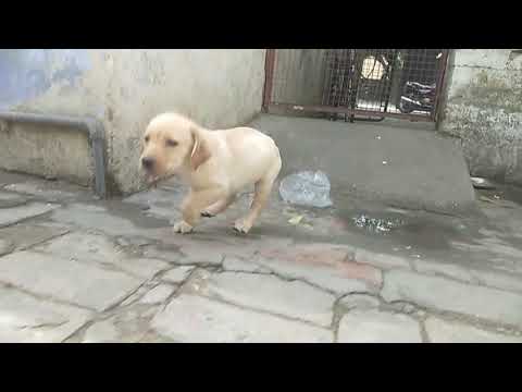 Karnal dogs Labrador puppies (94168-62878)