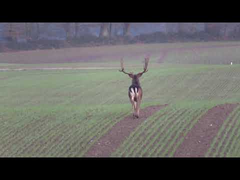 Damwildbrunft in Schleswig Holstein #Damwild#Jagd