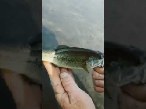 Fishing Hatzic Lake.