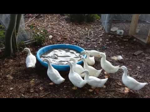 , title : 'How to raise ducks in your backyard, from start to finish part 2'