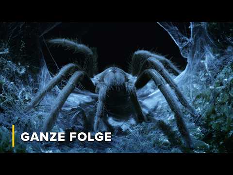 Lautlose Killer der australischen Wüste | Tödliche Tiere Australiens 101